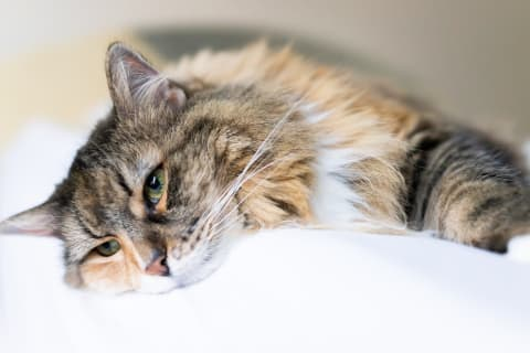 Help our store cat Chloe!